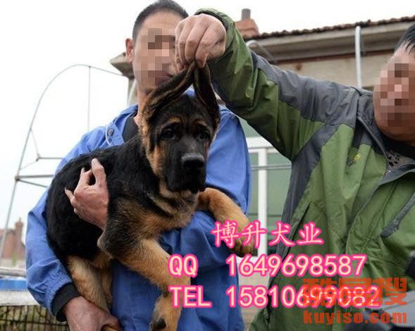狼狗和狼狗打架 20181226125519962_823022.jpg