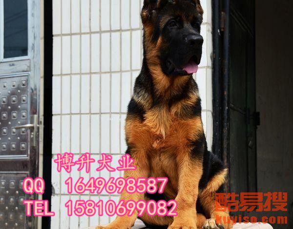 狼狗和狼狗打架 201911317514947_823022.jpg