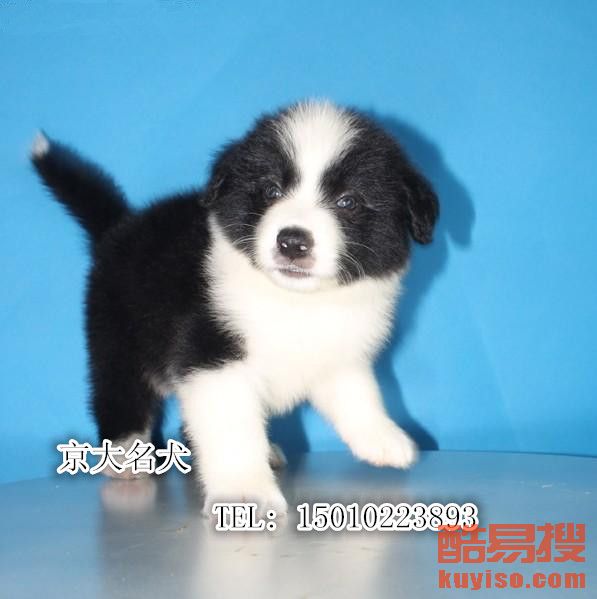 边牧是什么品种狗 201931992934540_482838.jpg