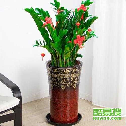 盆栽植物室内 大型 f6e58c9357b92085af71134bbff6b690.jpg