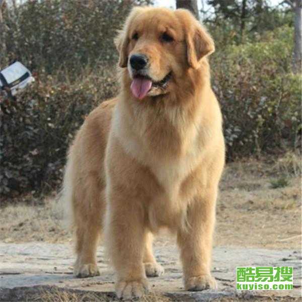 驻马店金毛多少钱一只 双血统大骨架金毛哪里有卖?