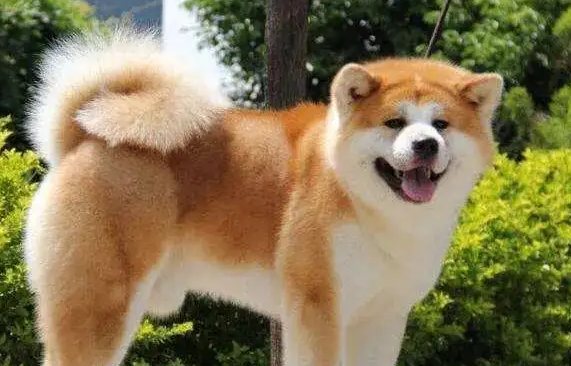 秋田犬一般人能養(yǎng)嗎？快來看看！