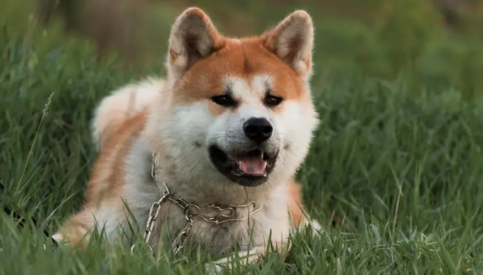 秋田犬一般人能養(yǎng)嗎？快來看看！