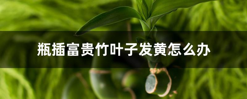瓶插富貴竹葉子發(fā)黃怎么辦