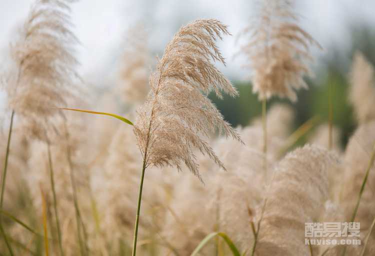 蘆芽是什么植物？能吃嗎？