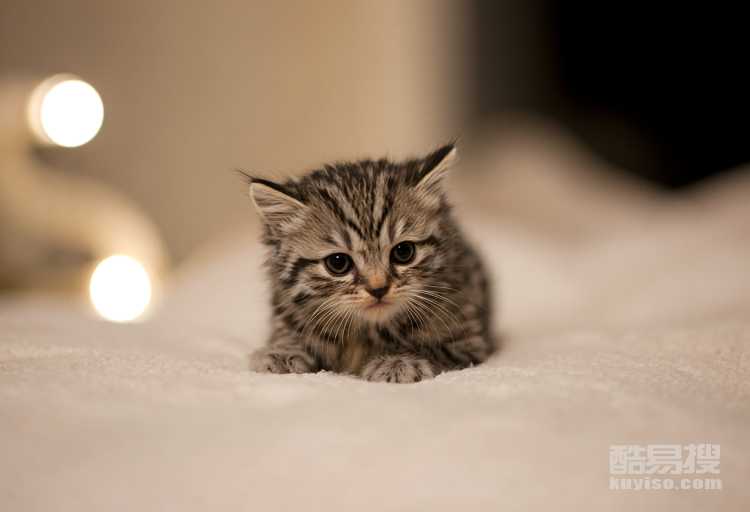 小貓晚上不睡覺(jué)特別鬧 “夜貓子”拯救計(jì)劃！