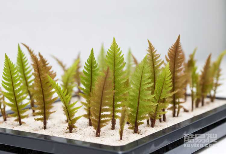 蕨類植物怎樣人工孢子繁殖？