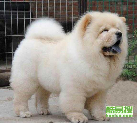 南阳本地犬舍出售肉嘴松狮马犬包纯种健康